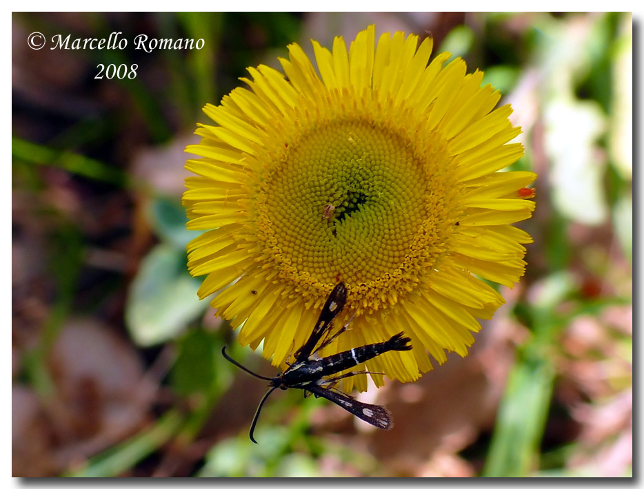 Chamaesphecia aerifrons (Sesiidae) sui Monti Nebrodi